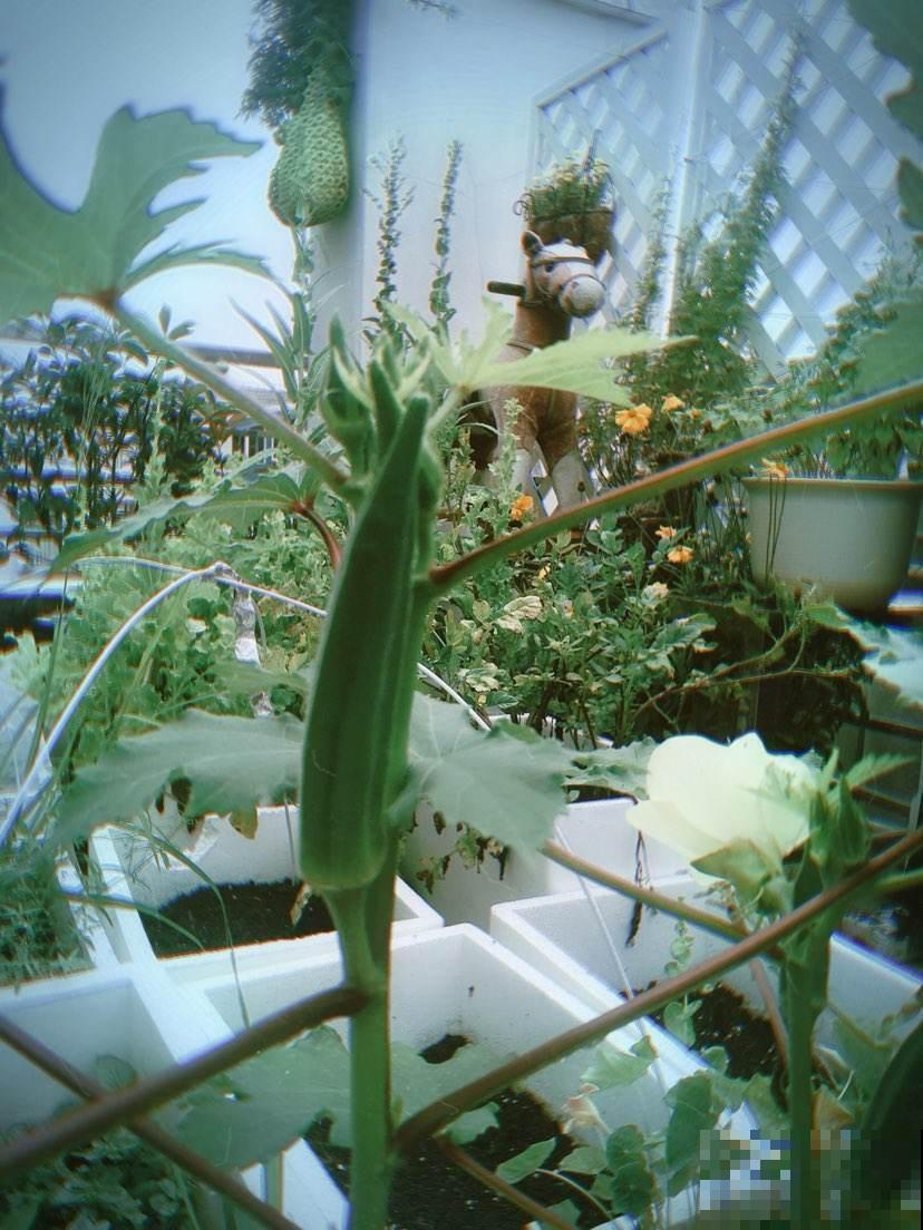 这种菜长得像辣椒，营养可丰富了，还是奥运食物！