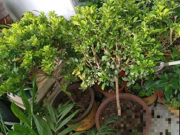 8种花秋冬要穷养，水一多就烂根，再不救只剩空盆！
