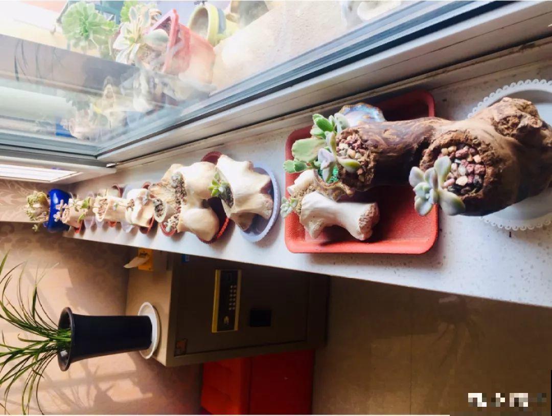 多肉的奇葩种法，这3种花盆家家都有，就看你敢不敢用！