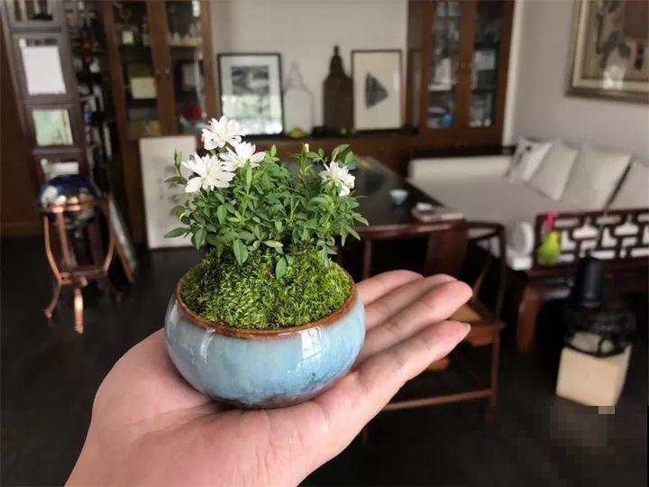 今年最时髦的11种花，摆在客厅有面子，谁见了都夸！