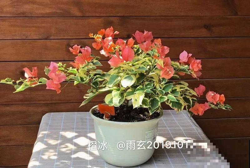 家里有三角梅的，露养断水2个月，安全越冬不用愁！
