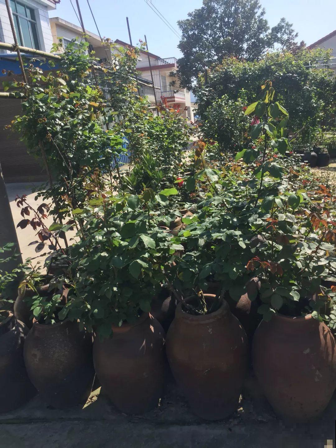 农村小院种满花，邻居却来瞎叨叨，还想让我全拔了！