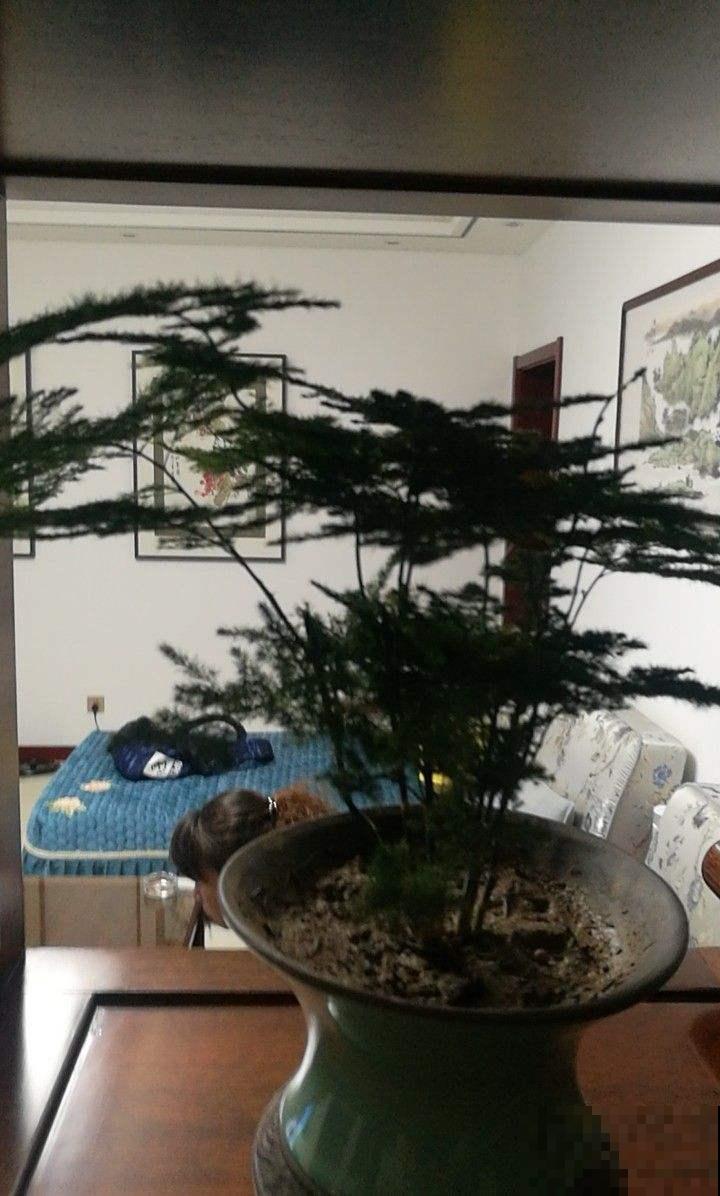 文竹徒成麻杆，是品种没选对，再也不用眼馋别人家的矮壮文竹了