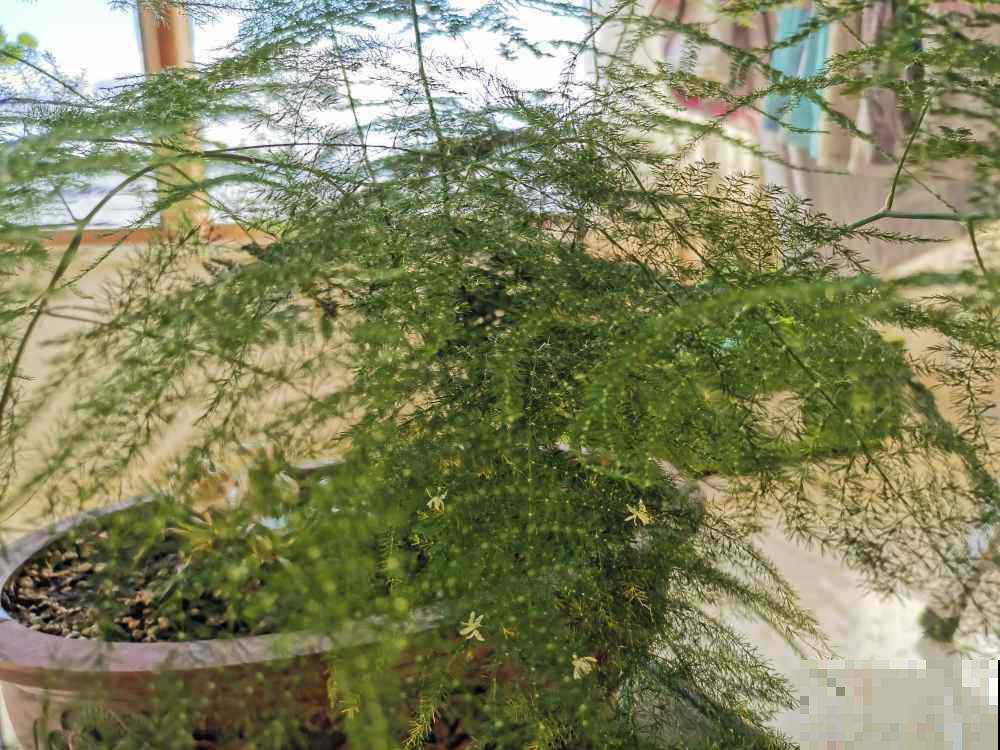 这花文雅高洁，叶子黄了太影响颜值了，这样解决