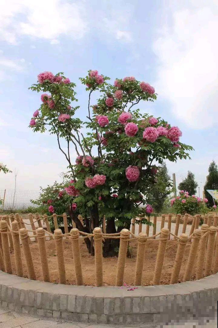 这8种花，养养就成巨无霸，3个大汉都搬不动！