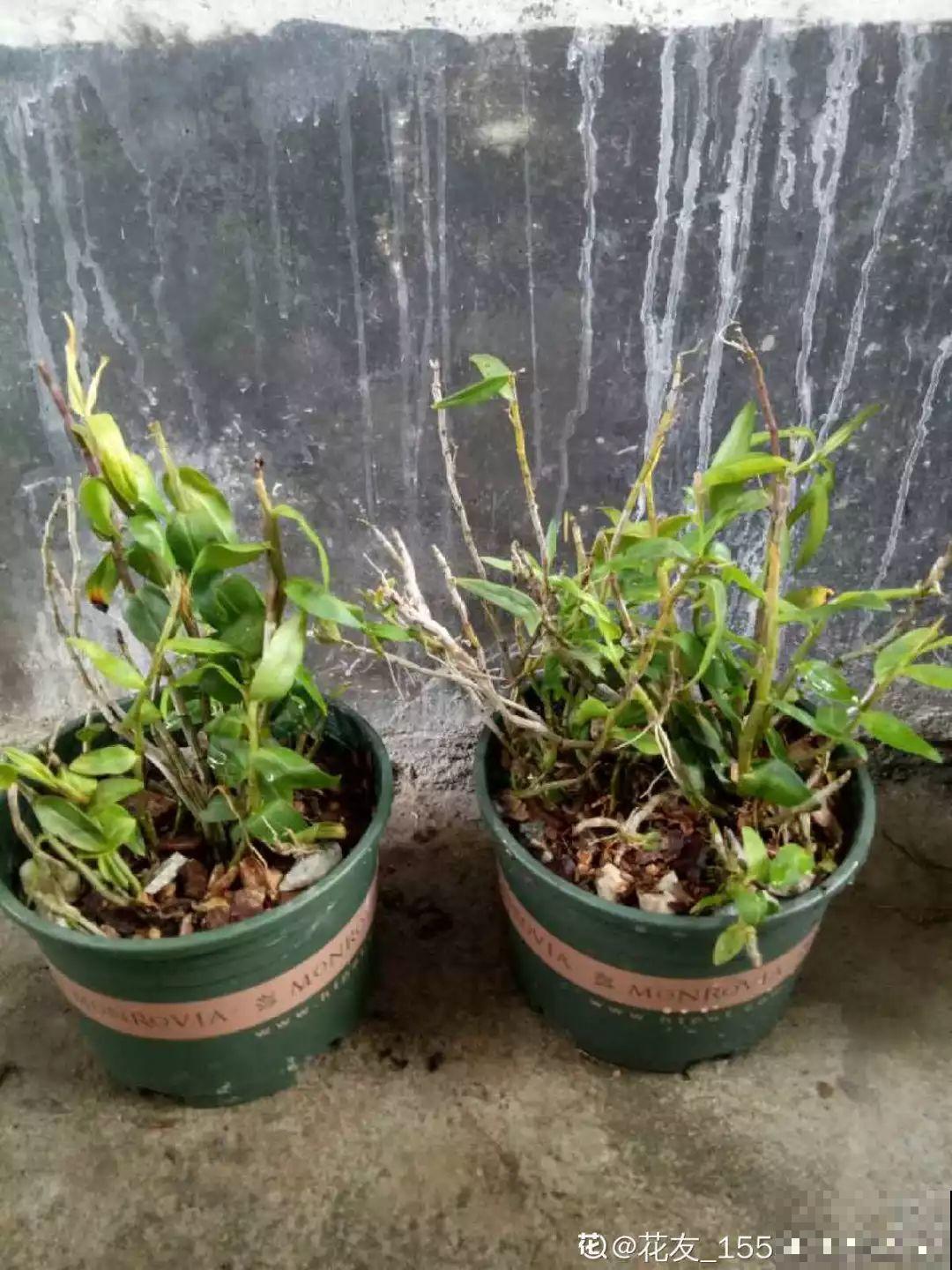 4种花爱长胡子，越多长越好，看到了可别瞎剪！