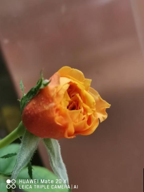 3种花适合在冬天养，天冷照样开花，养在室内太好看了
