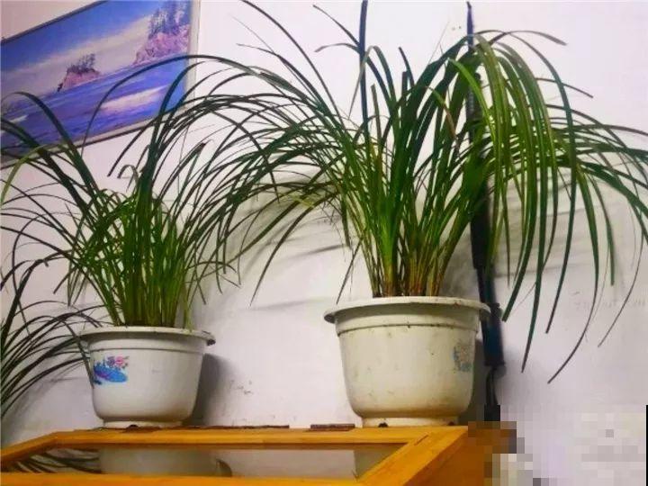 这花公认难养，冬天放外面冻20天，立马开花！