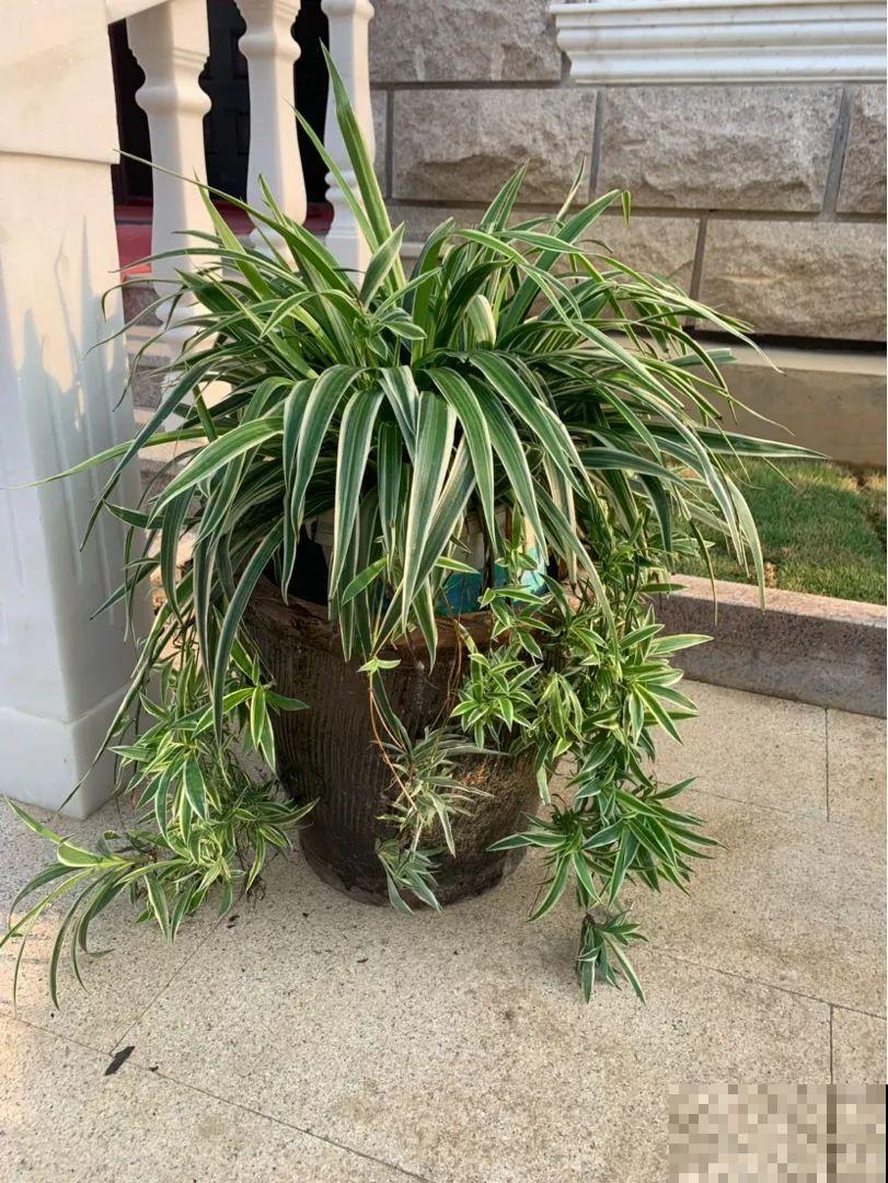 这花就爱窜小芽，摘下来蘸土就活，两个月又能长满一大盆！