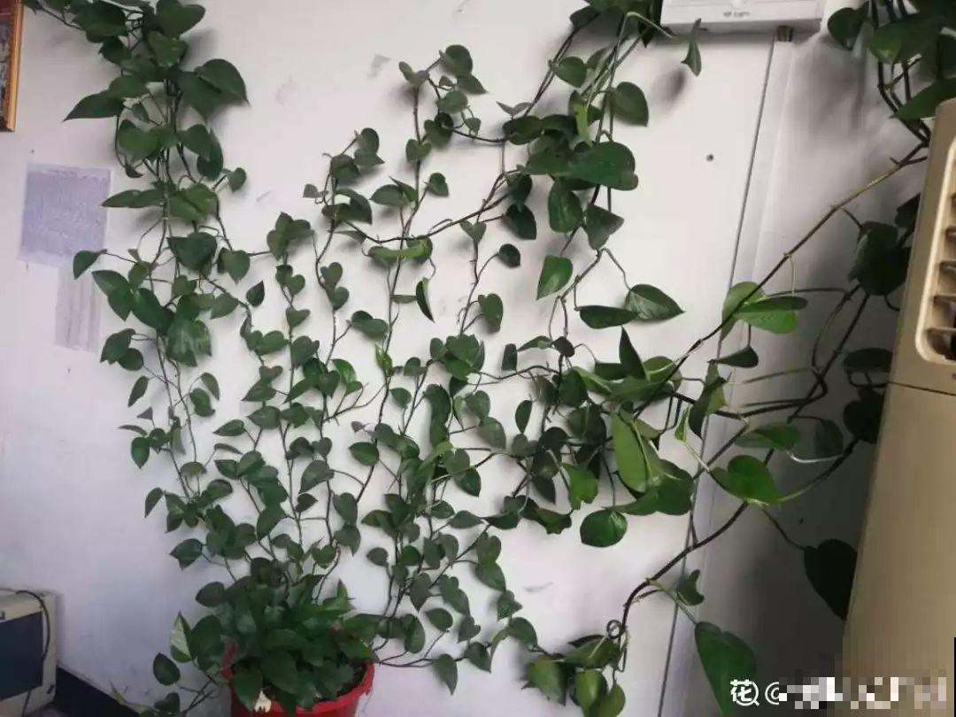 4种花爱长胡子，越多长越好，看到了可别瞎剪！