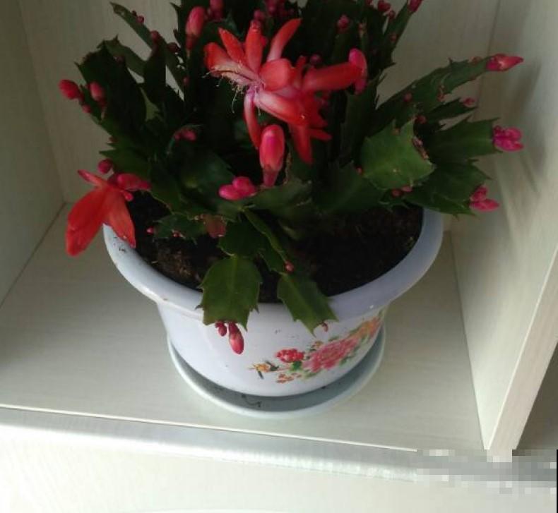 3种大型花，养在室内，漂亮又好看！