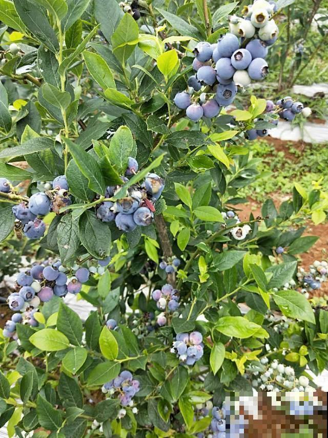 自己种蓝莓，花期多晒晒太阳，结出的果实又大又甜