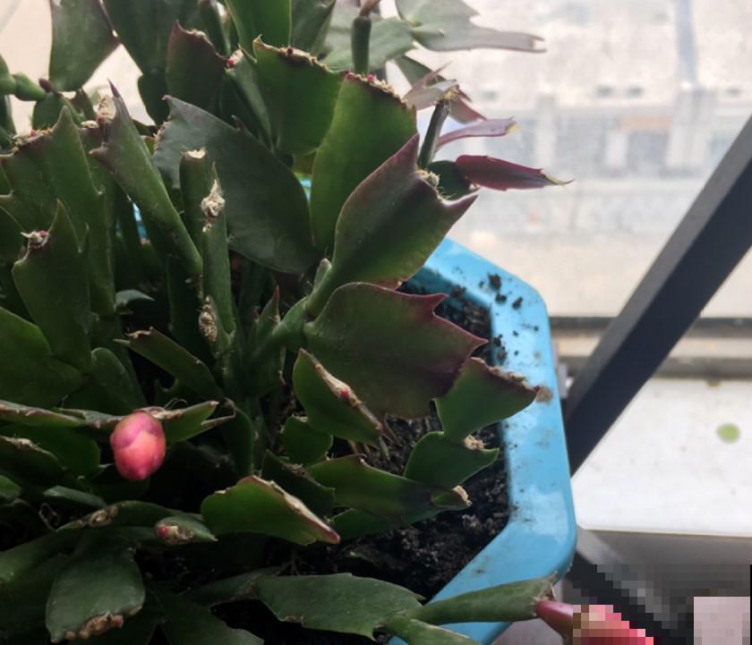 新手养花养这几种，选对了，养啥花啥花旺！