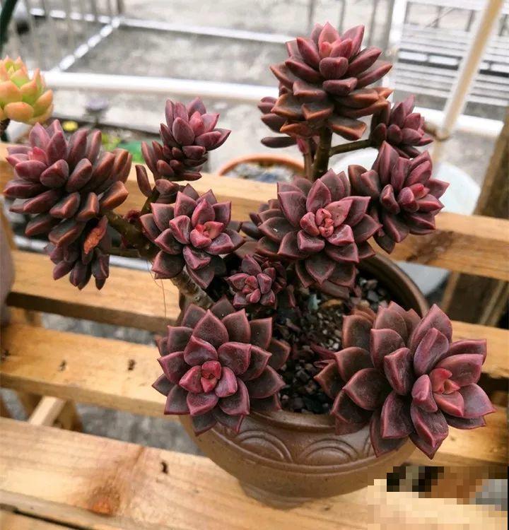 秋冬养了这种花，只要给它晒太阳，不用施肥都长胖！