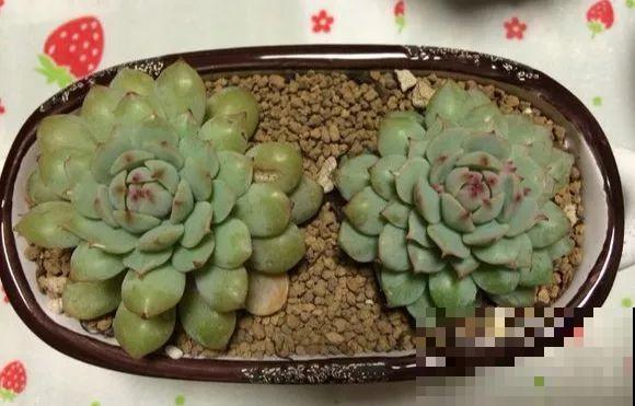 爱上多肉8年，她付出了所有，数量多到可以摆满整个天台！
