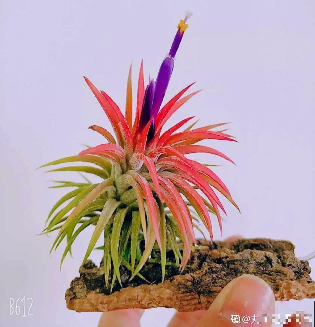 4种花不能用土养，一浇水就烂根，后悔都来不及！