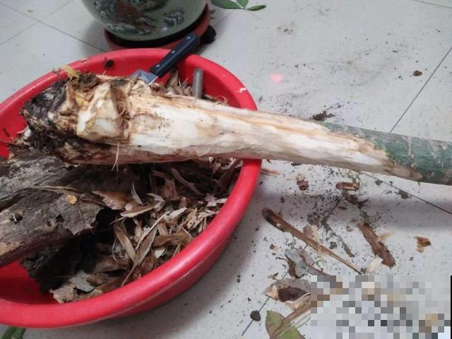 8种花秋冬要穷养，水一多就烂根，再不救只剩空盆！