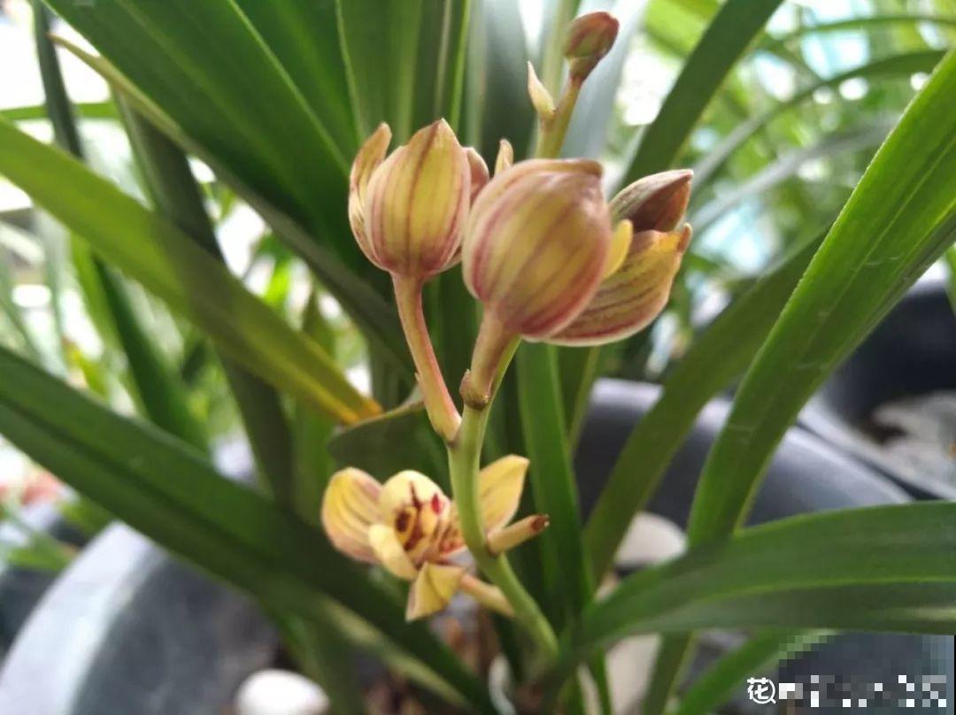 这花公认难养，冬天放外面冻20天，立马开花！