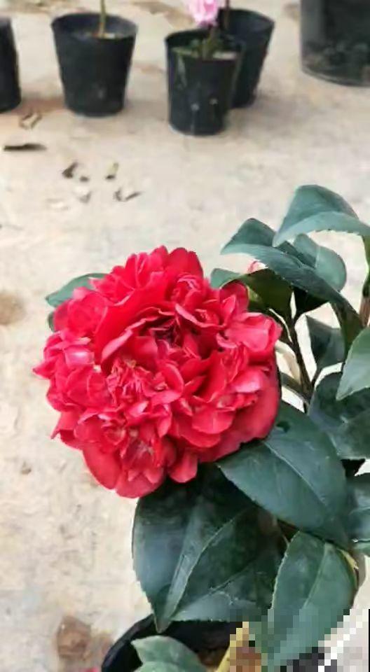 4种花花期在冬天，很适合扦插，过不了多久就爆盆