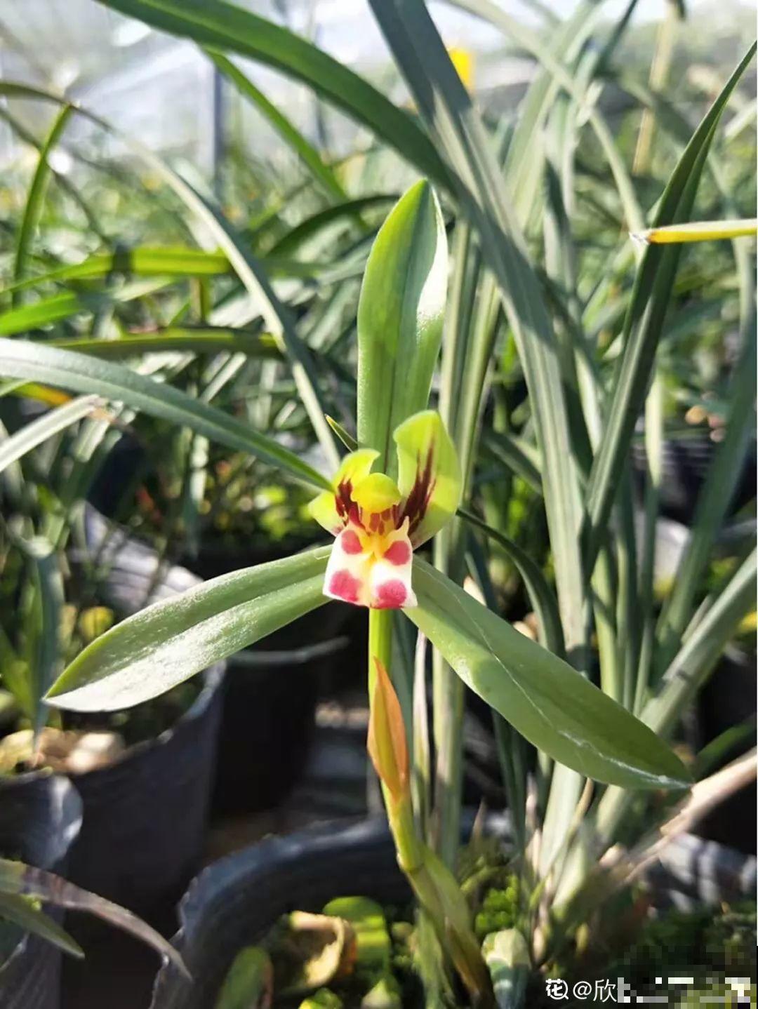 适合冬天养的10种兰花，能一直开到过年，颜值超高有气质！