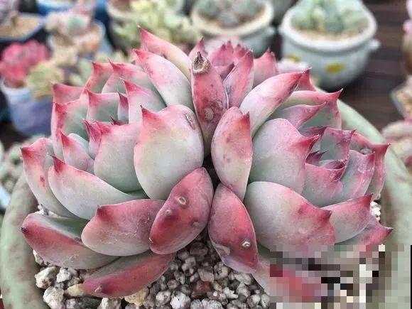 爱上多肉8年，她付出了所有，数量多到可以摆满整个天台！
