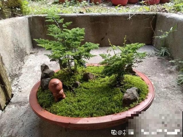 只要敢想，破瓦片也能做成景观，自己DIY比买的还漂亮！