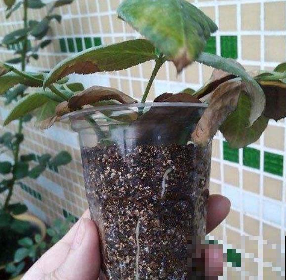学会这个妙法，下雪天也能随便扦插，几天就扎满茂密的大白根！