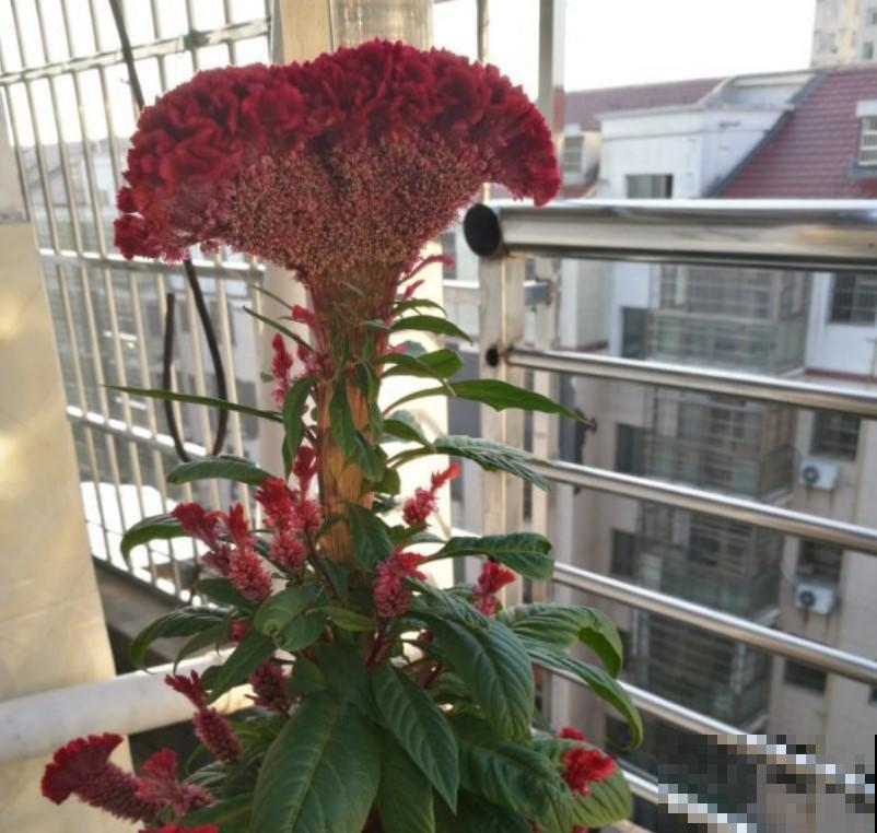 鸡冠花很好养，开花一簇簇的，现在却不常见了！