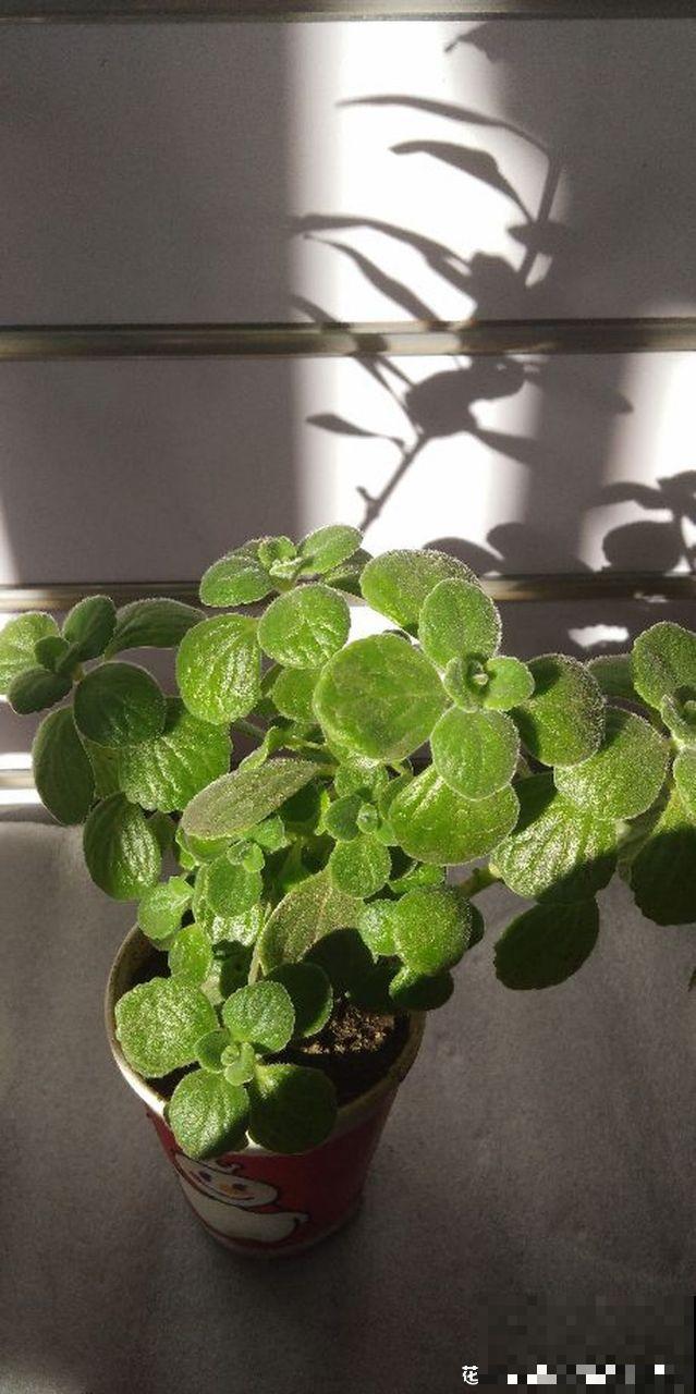 5种花别喷水，一喷叶子就发黄，小心3天掉成光杆！