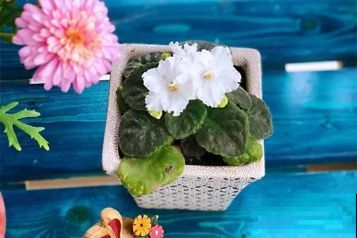40种常见花，冬天就这么养，叶子绿油油照开不误！