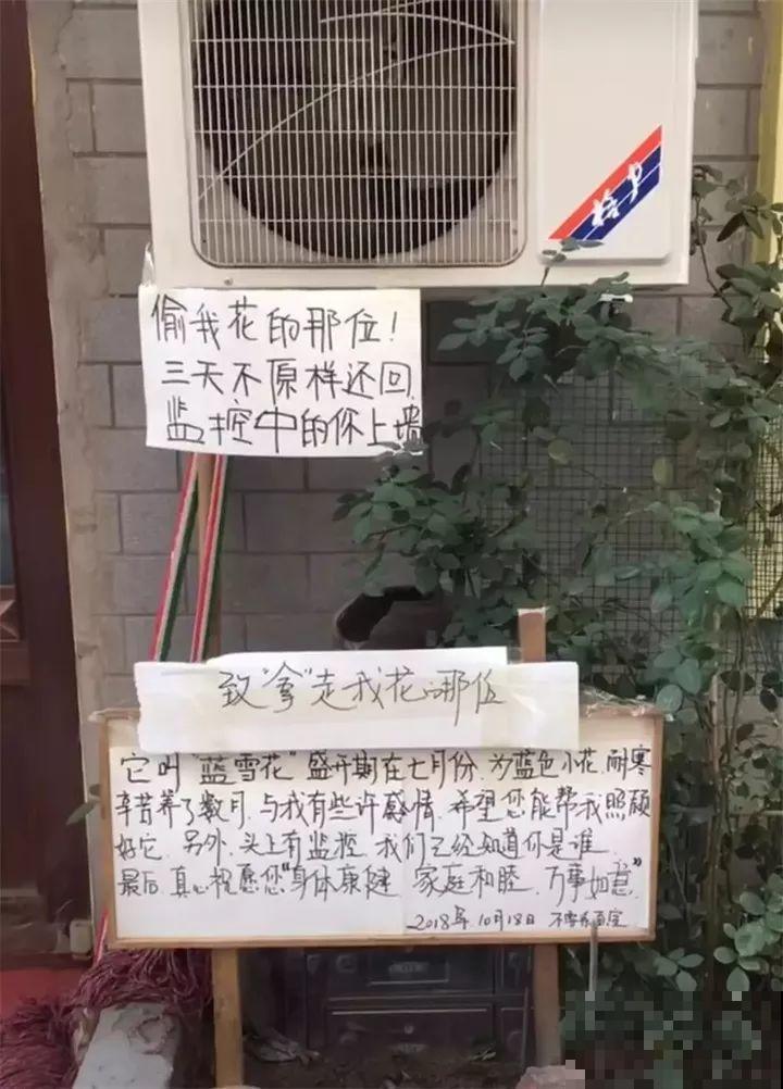 养了两年的宝贝花，大晚上被老太太偷走，太气人！