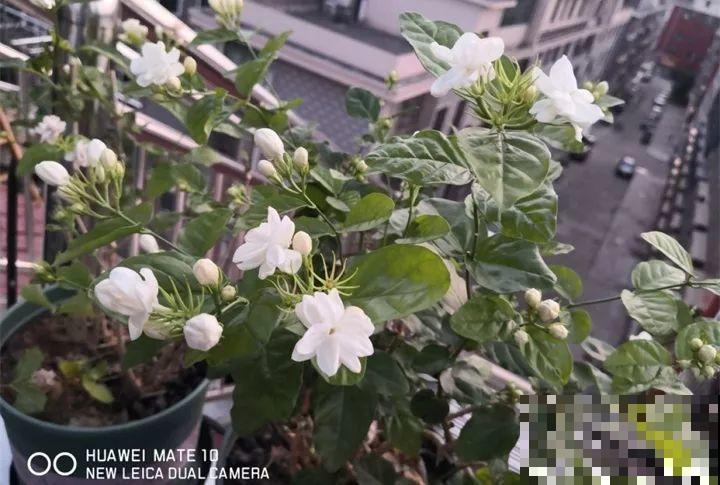 40种常见花，冬天就这么养，叶子绿油油照开不误！