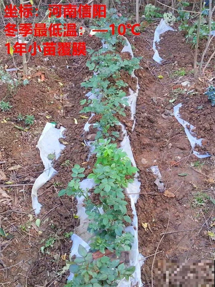 兰花就得冻一冻，长得健壮不招虫，一到春天猛开花！