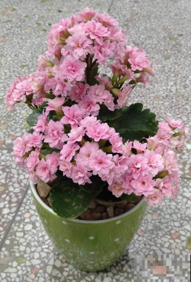 长寿花开成花球真带劲，用上这仨绝招，俩星期就催出“满头苞”！