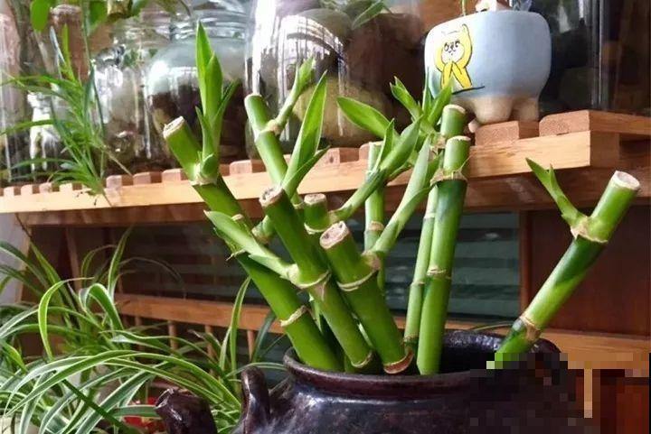 40种常见花，冬天就这么养，叶子绿油油照开不误！