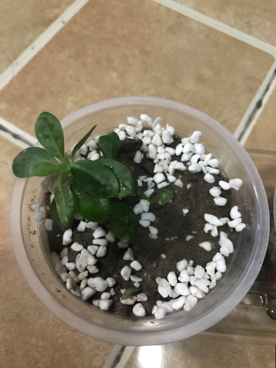 家里这些不值钱的东西不要扔，放花盆里，盆土更肥沃