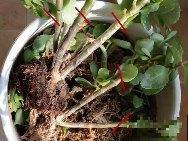 这3种花超耐旱，半个月不浇水，反而开花更多