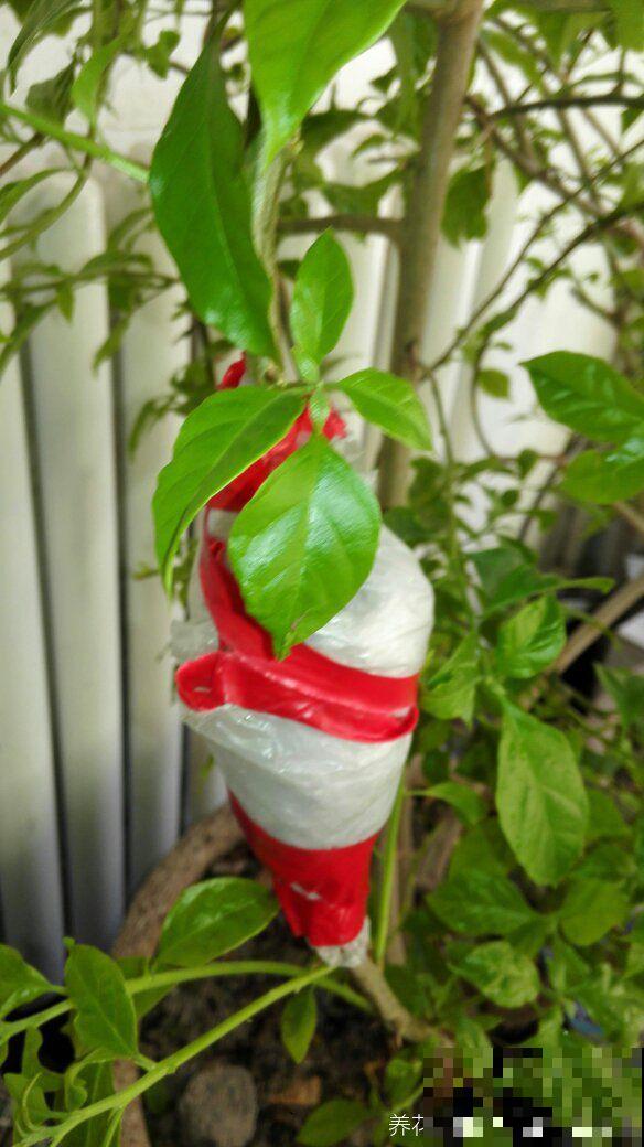 这花就得虐着养，套个袋子捂一捂，揭开立马冒花苞！