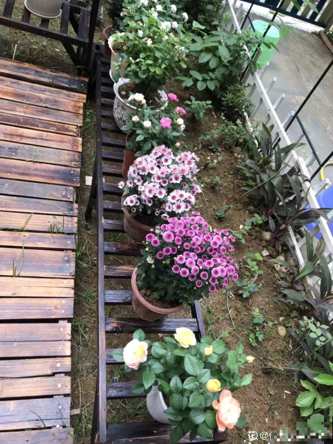 有个小院,养花喂猫,日子越过越充实! 有个小院,养花喂猫,日子越过越充实!