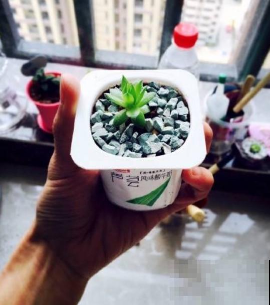 这3种东西拿来种多肉，填点土，秒变花盆！