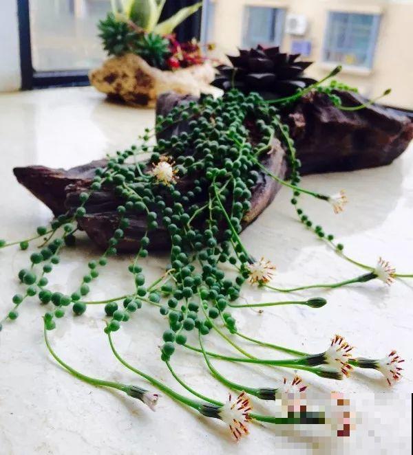 8种多肉不抗晒，颜色都能给晒没了，赶紧挪个地儿！