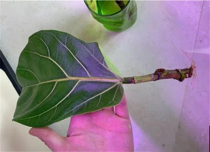路上碰见这种子，捡回家栽起来，明年发财树不用买！