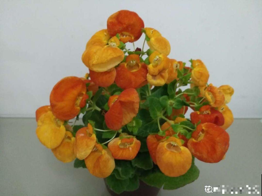 5种花别喷水，一喷叶子就发黄，小心3天掉成光杆！