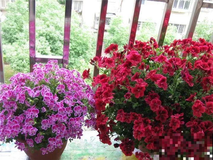 防盗窗养5盆花，开花多花期长，这小花园谁看了都羡慕！