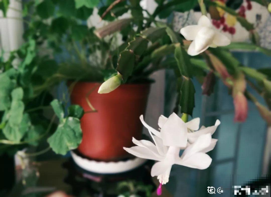 养这3种花，盆越小开花越多，放大盆里反而不长！