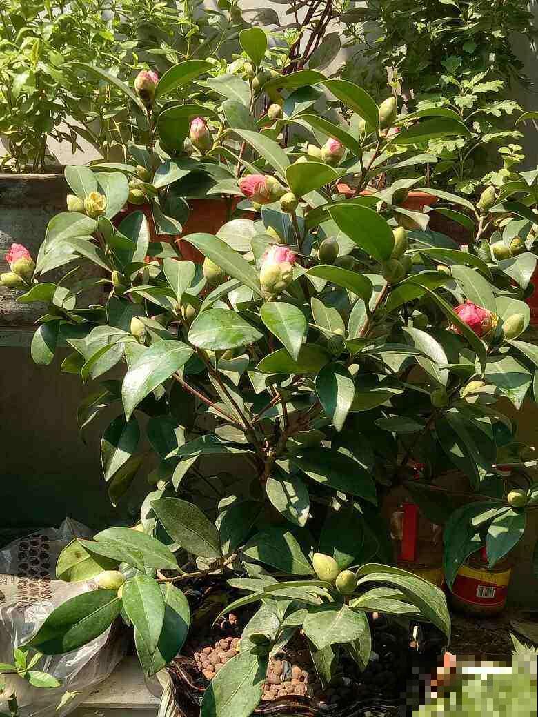 这花娇艳欲滴，天冷就要注意入室，小心落花
