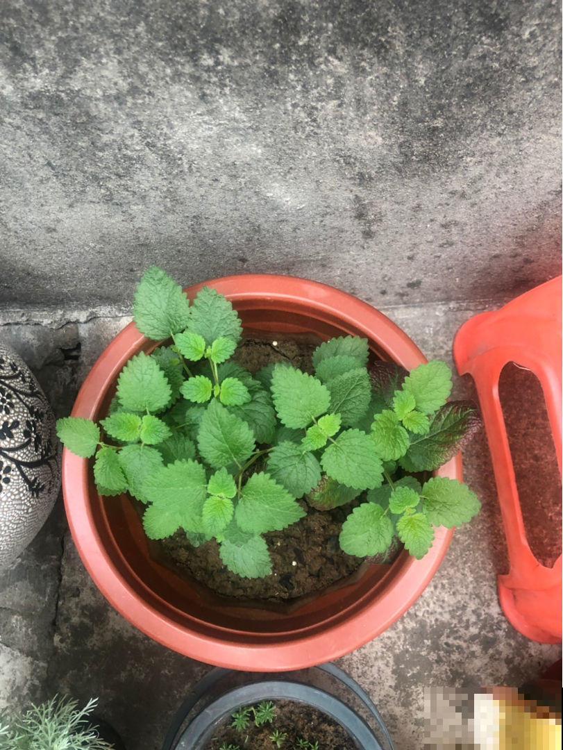 我们常说的薄荷不止一个品种，有的对身体有害，快进来学学