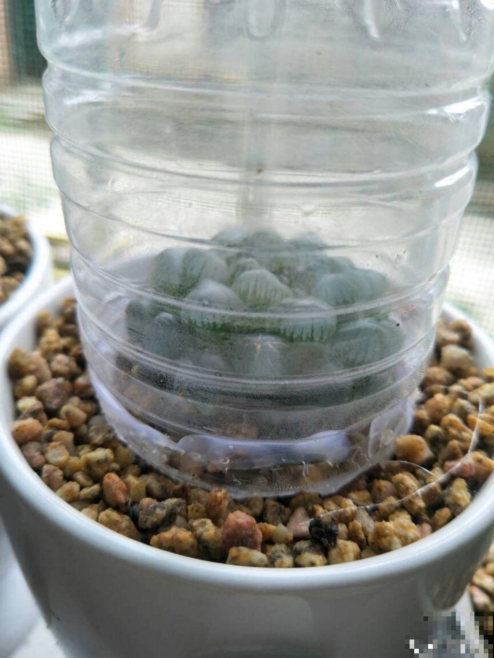 这花就得虐着养，套个袋子捂一捂，揭开立马冒花苞！