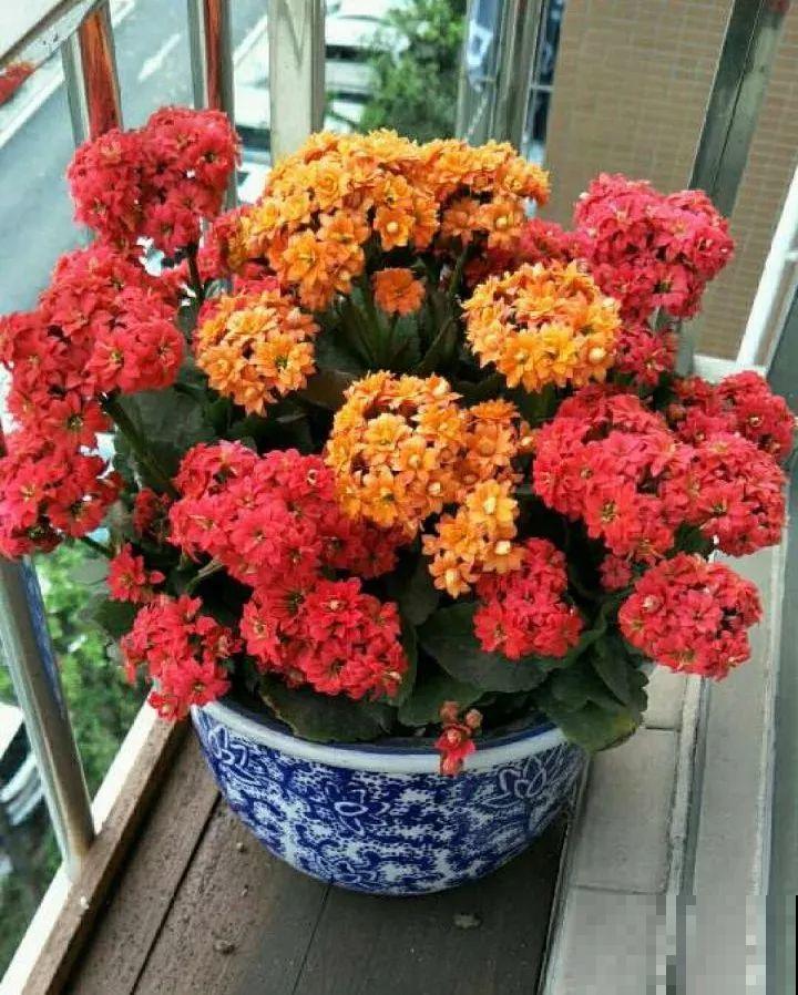 长寿花这么养，开成一个花球，一年到头叶子绿油油！