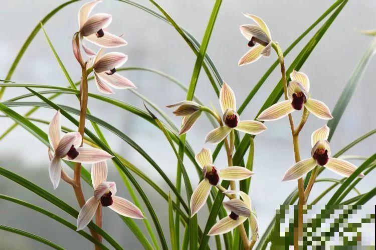 兰花最全养护要点，一年四季绿油油，开花还能香满屋！